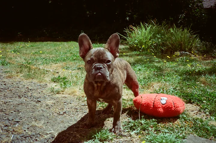 Bean standing in the backyard beside a bright red toy.