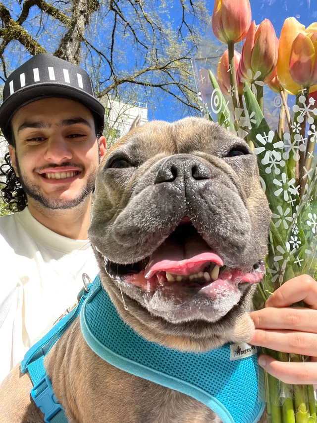 Bean grinning beside a bouquet of tulips on a sunny day.