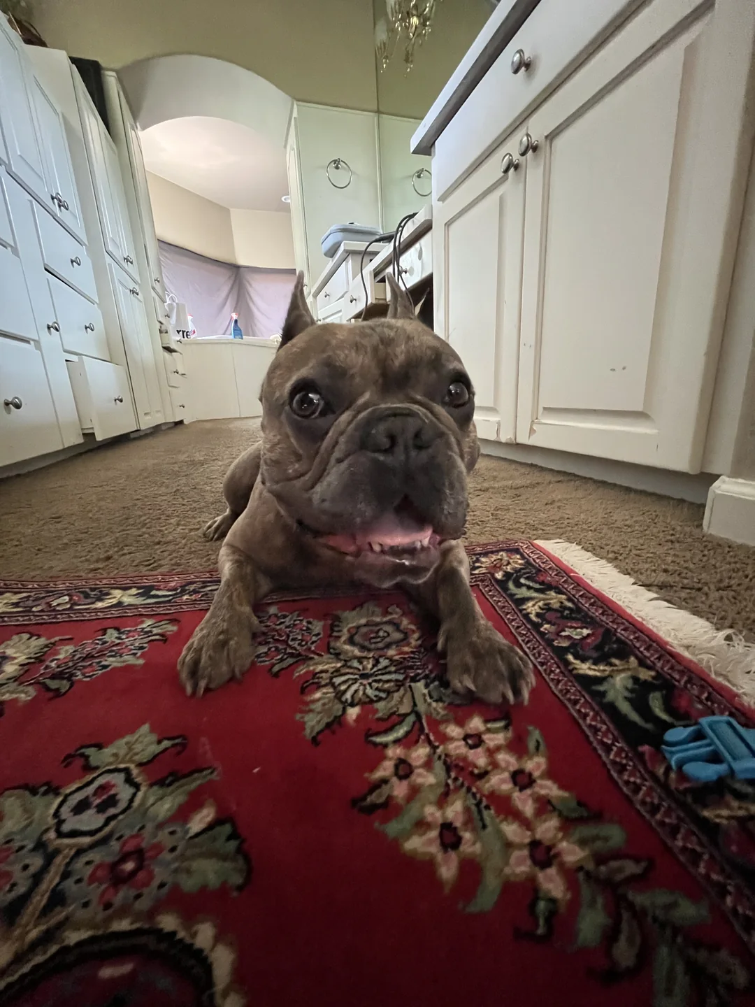 Bean grinning at the camera from a patterned rug.
