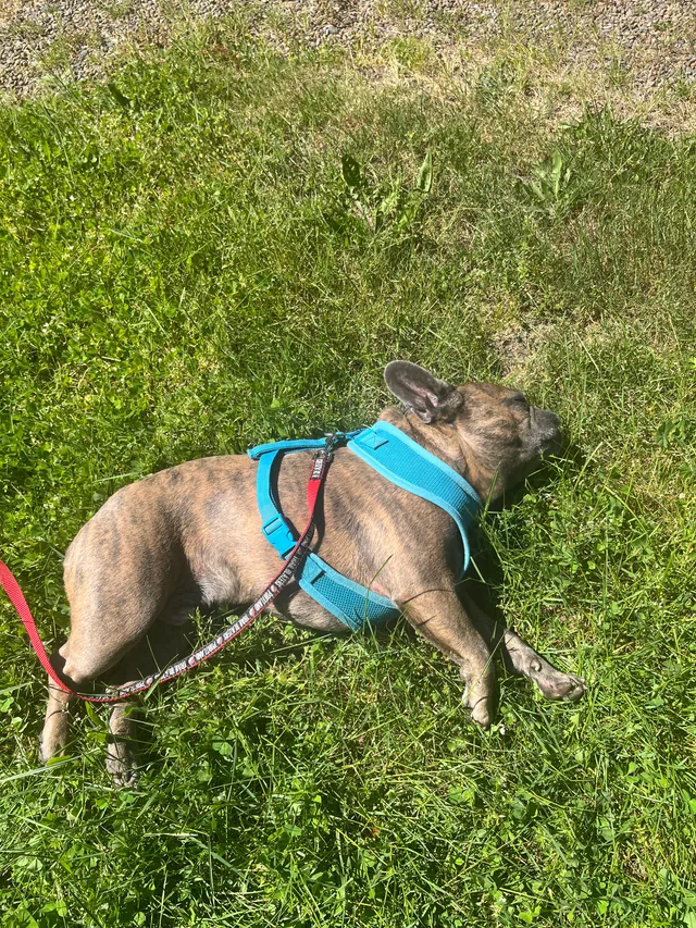 Bean stretched out asleep in the grass wearing his blue harness.
