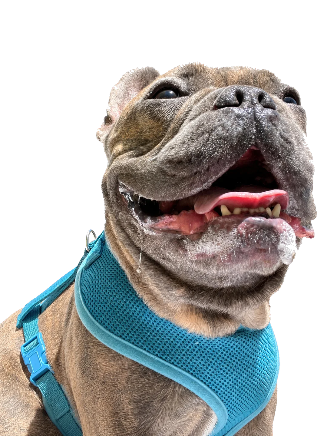 Bean smiling up at the camera in a bright blue harness.