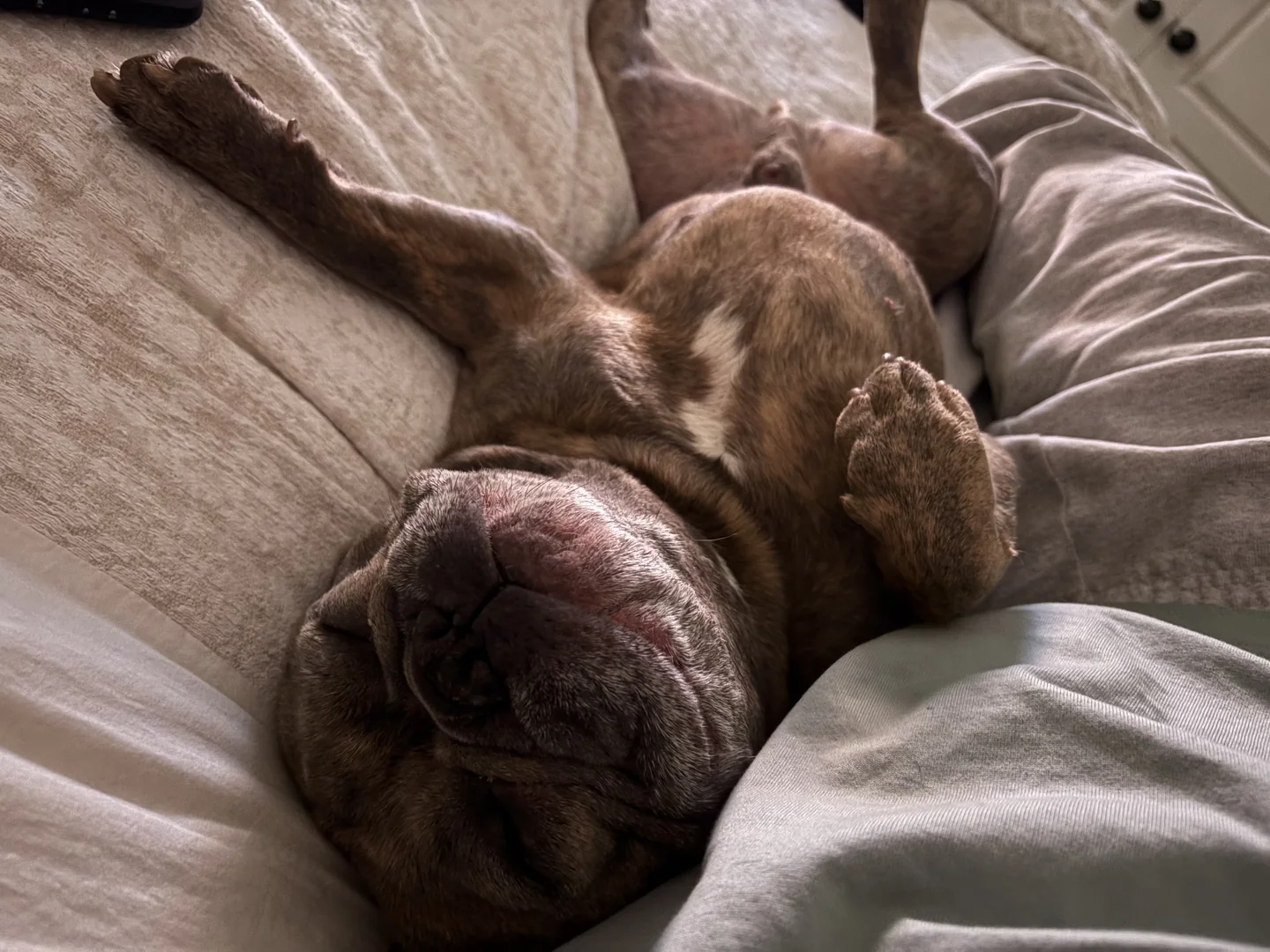 Bean sleeping upside down with all four paws in the air.