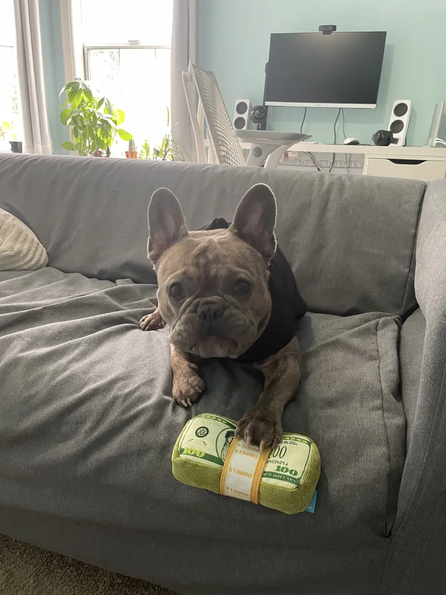Bean posing beside a plush stack of toy money.