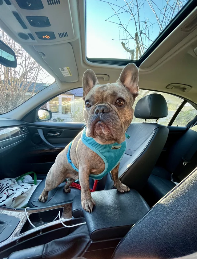 Bean sitting upright in the passenger seat in his blue harness.