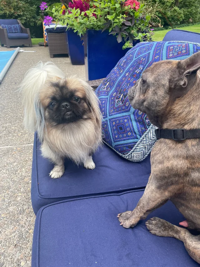 Bean sitting nose-to-nose with a small fluffy dog on a blue poolside cushion.