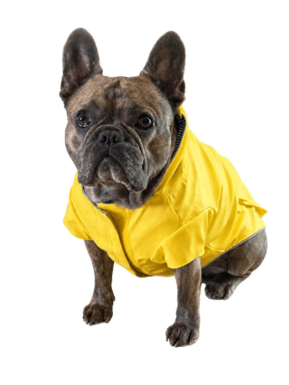Bean sitting attentively in a bright yellow raincoat.