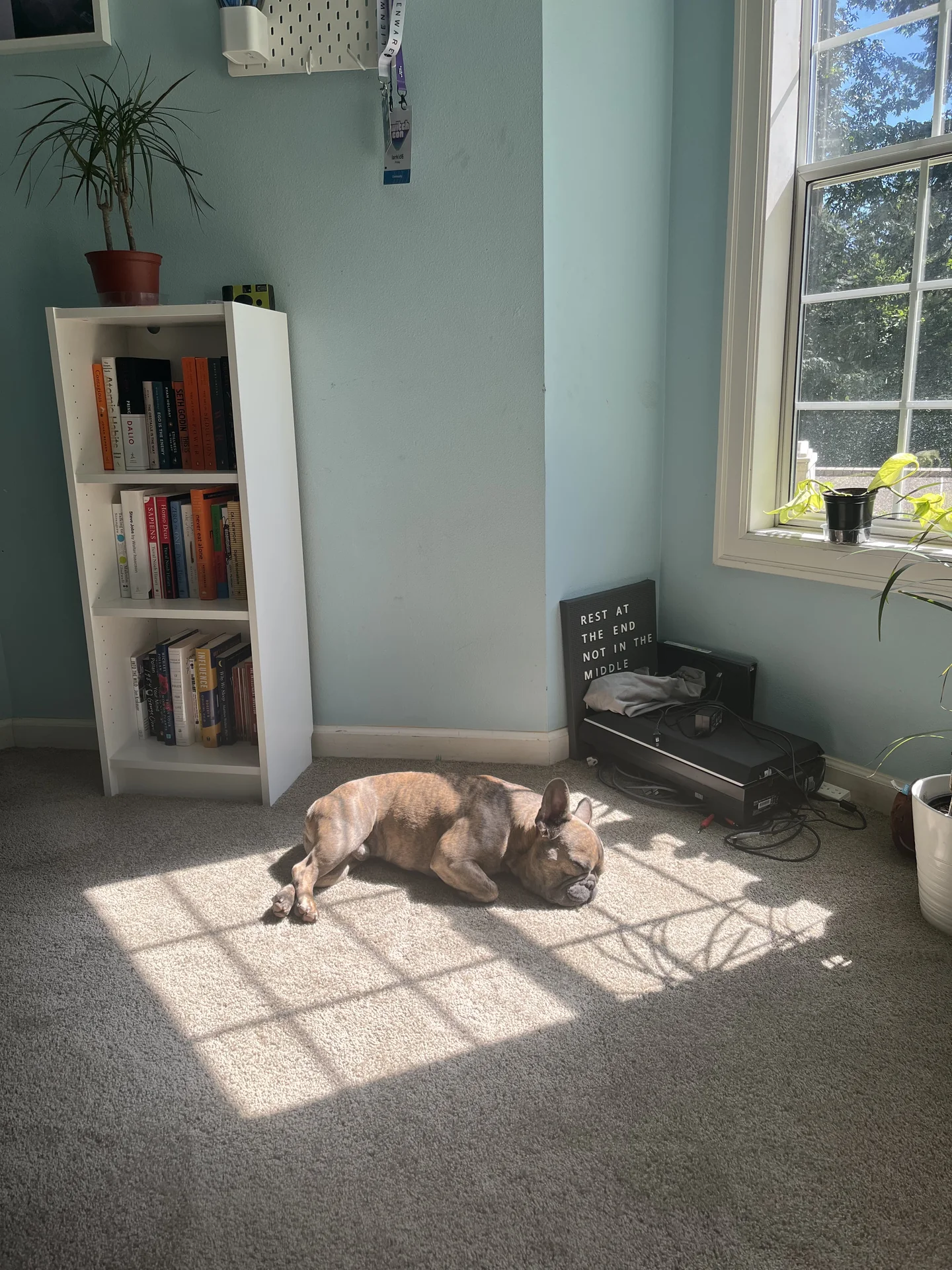 Bean asleep in a bright rectangle of window light.