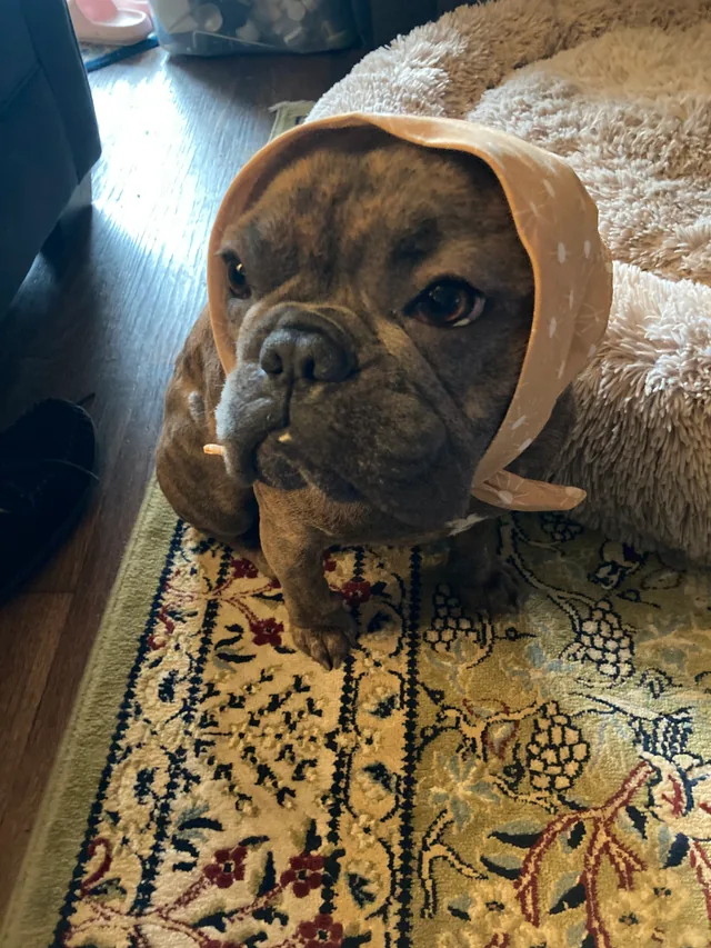 Bean sitting in a peach headscarf with one tiny tooth showing.